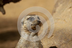 Especie animal, Suricata suricatta photo